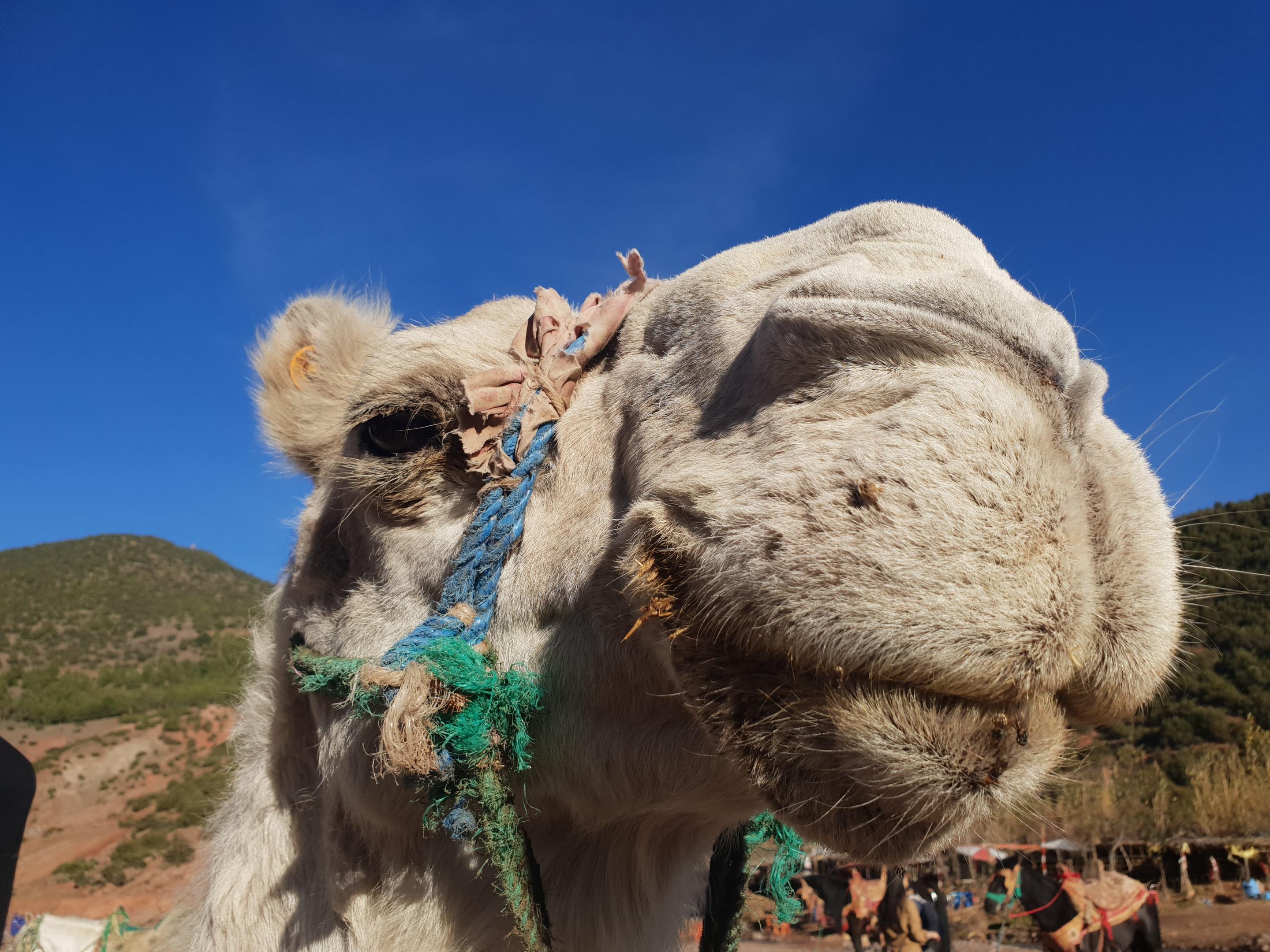 Kasbah Africa Bed & Breakfast Уирган Екстериор снимка